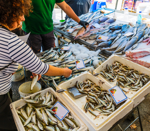 איפה לקנות דג ברמונדי ישראלי